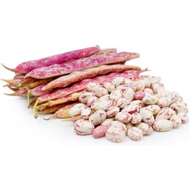 David's Garden Seeds Bean Dry Dwarf Taylor Horticultural Bean 100 Non-GMO, Heirloom Seeds