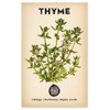 The Little Veggie Patch Co Thyme 'Summer' Heirloom Seeds, 1 pack