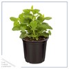Live Aromatic and Edible Herb - Lemon Balm (4 Per