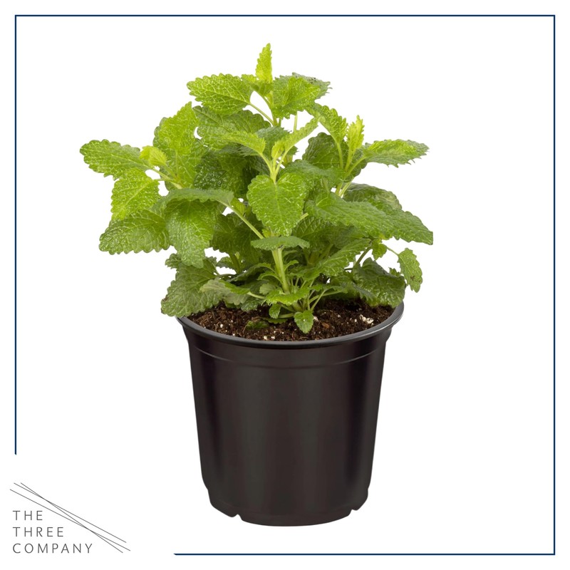 Live Aromatic and Edible Herb - Lemon Balm (4 Per