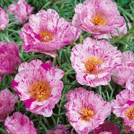 Outsidepride Portulaca Moss Rose Happy Hour Peppermint Ground Cover Plant Seed - 250 Seeds