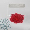 Extracto Arandano Capsulas 600mg Nin