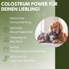 vetDocs Organic Colostrum Liquid, Colostrum Dog, Colostrum Cat with Powerful