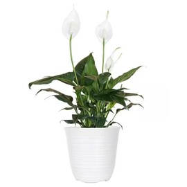 United Nursery Peace Lily Plant – Spathiphyllum in 6” White Décor Pot – 12–16 Inches Tall – Air-Purifying Indoor Flowering Plant – Low-Light, Easy-Care Tropical Houseplant for Home or Office