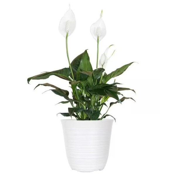 United Nursery Peace Lily Plant – Spathiphyllum in 6” White