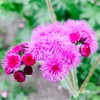 Ageratum Pink Floss Flower Seeds 400+ Seeds for Planting Non-GMO