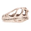 MUNEFE Dinosaur Skull Model, Simulated Animal Skeleton, Dinosaur Triceratops Imitation