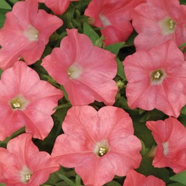 Outsidepride 15 Seeds Annual Coral Reef Easy Wave Petunia Spreading Flower Seeds for Planting
