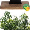 com-four® Decorative Stand Tree – Metal Tree on Mango Wood