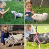 Mini Pig Harness, Adjustable Small Pig Harness with Leash Infinity