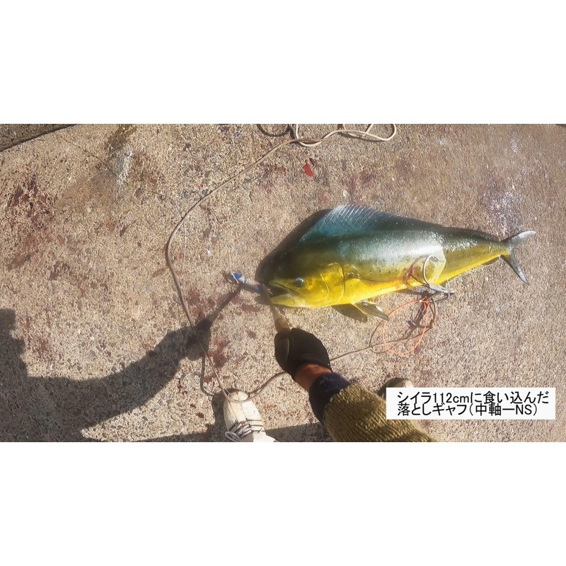 Dropped Double Gaff (Patent) Chivas Blue Import System (New Model)