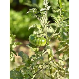 Little Tomato Textile Space Perfume 200ml [Scent of cherry tomatoes with green hats] / 리틀토마토 섬유 공간 향수 200ml [초록모자 쓴 방울토마토의 향]