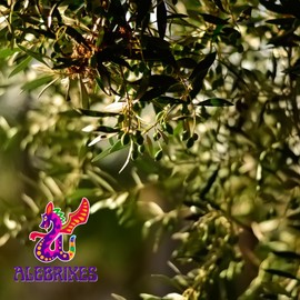 Alebrixes | Olive Leaf Herbal Tea (6oz)| Premium Quality Whole Olive Leaf Tea | Te Hojas De Olivo - Olea Europaea | Wildcrafted.
