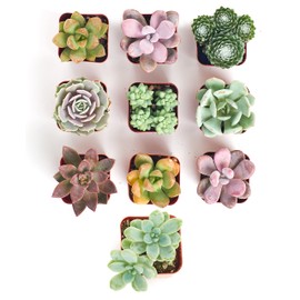 Shop Succulents | Soft Hue Collection Assortment of Hand Selected, Fully Rooted Live Indoor Pastel Tone Succulent Plants, 12-Pack,