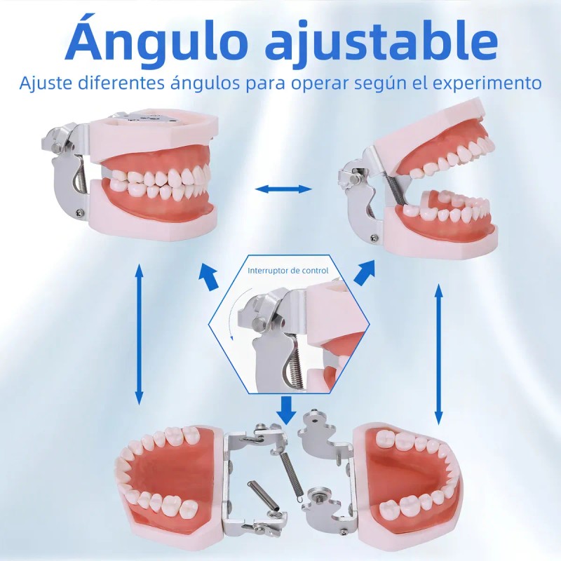 Tipodonto Dientes Articulado Tipo Nissiin Encía Suave