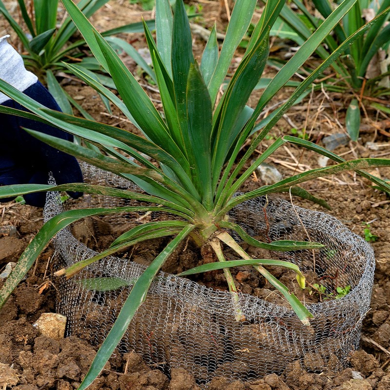 Aulock 5 Gallon Plant Root Protector for Gopher Voles Moles,