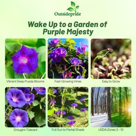 Outsidepride 250 Seeds Annual Ipomoea Purpurea Morning Glory Grandpa OTT Climbing Vine Flower Seeds for Planting