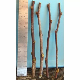 For Root Stock T582E (10)Sour Jujube Thin Cutting Rootstock Tree Plant For Scion-Wood Graft 酸枣仁