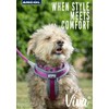 Ancol Viva Comfortable Durable Safe Weatherproof Purple Dogs Buckle Collar