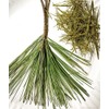 Oregonlife Pine Needle Tea Fresh Ponderosa Pine Needles 4oz For
