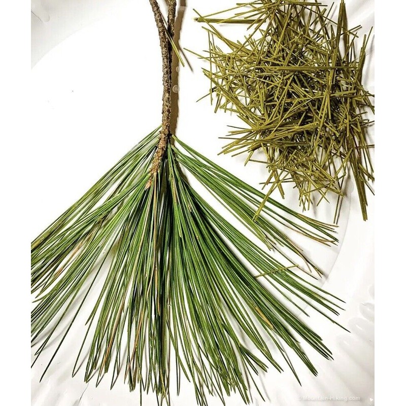 Oregonlife Pine Needle Tea Fresh Ponderosa Pine Needles 4oz For