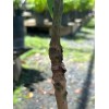 Tropicbloom Botanics Big Grafted Mango (Mangifera ) Nam Doc Mai