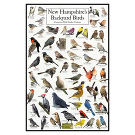 Where's Wildlife New Hampshire's Backyard Birds Poster - New Hampshire Bird Chart Highlighting Birds At Your Bird Feeder (8" x 12")
