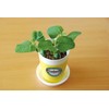 Seishin Pottery Growing Eeda Bean Cultivation Set, Green, Size: Approx.