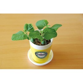 Seishin Pottery Growing Eeda Bean Cultivation Set, Green, Size: Approx. W4.5 x D4.5 x H4.9 inches (11.5 x 11.5 x 12.3 cm), GD-979