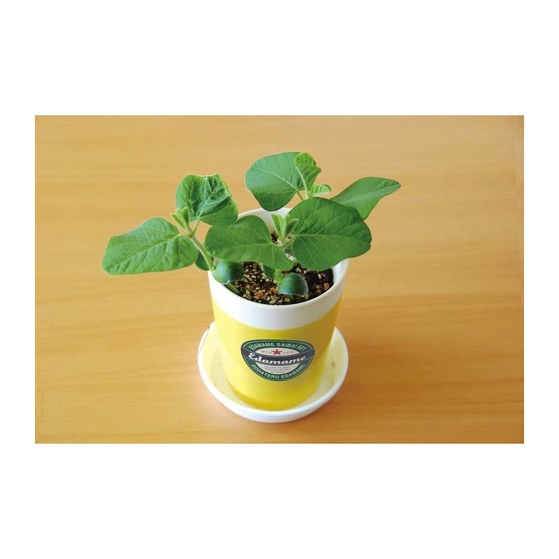 Seishin Pottery Growing Eeda Bean Cultivation Set, Green, Size: Approx.