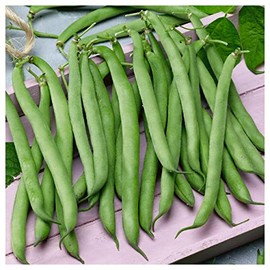 Everwilde Farms - 1/4 Lb Tenderette Green Bean Seeds - Gold Vault