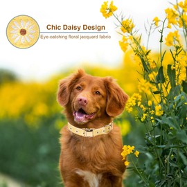 Petiry Daisy Deisgn Jacquard Dog Collar with Soft Cotton Padded Lining And Durable Metal Buckle, Adjustable Summer Collar Fit for Small Neck 31-49cm,Yellow