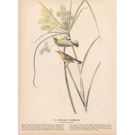 Audubon 1942 Vintage Birds #14 "Prairie Warbler" Full Color Art Plate Lithograph