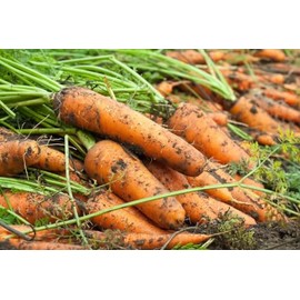 5000 KURODA Shin Carrot Seeds Heirloom - Non-GMO - Always Fresh Seed! - Seeds for Vegetable Garden