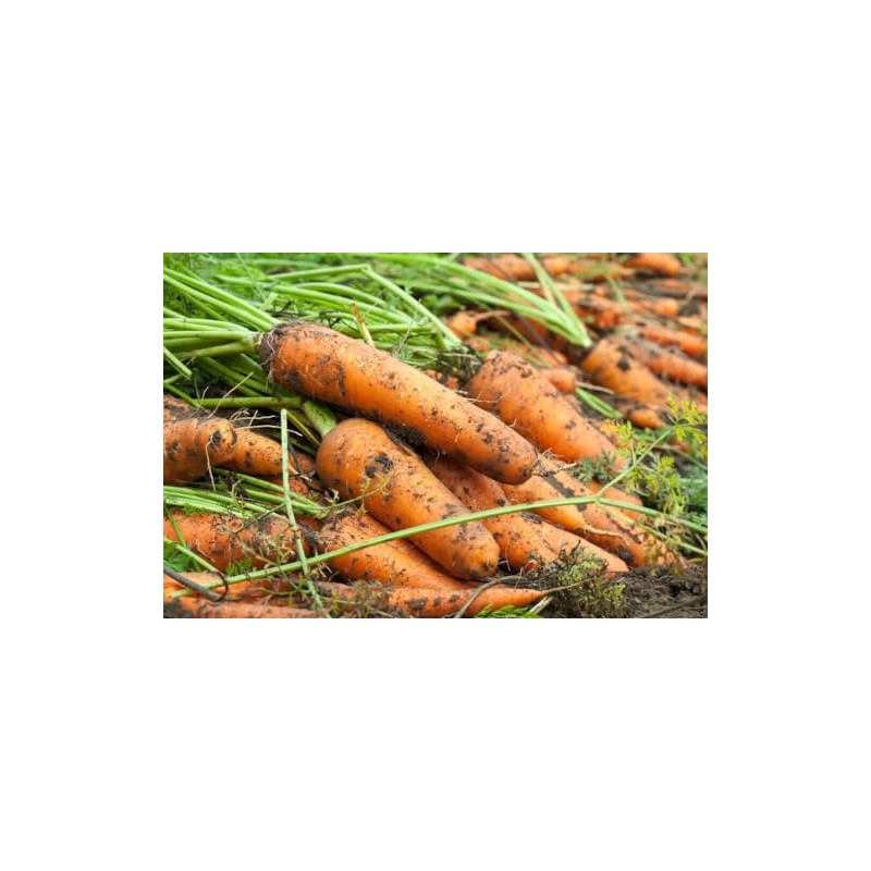 5000 KURODA Shin Carrot Seeds Heirloom - Non-GMO - Always