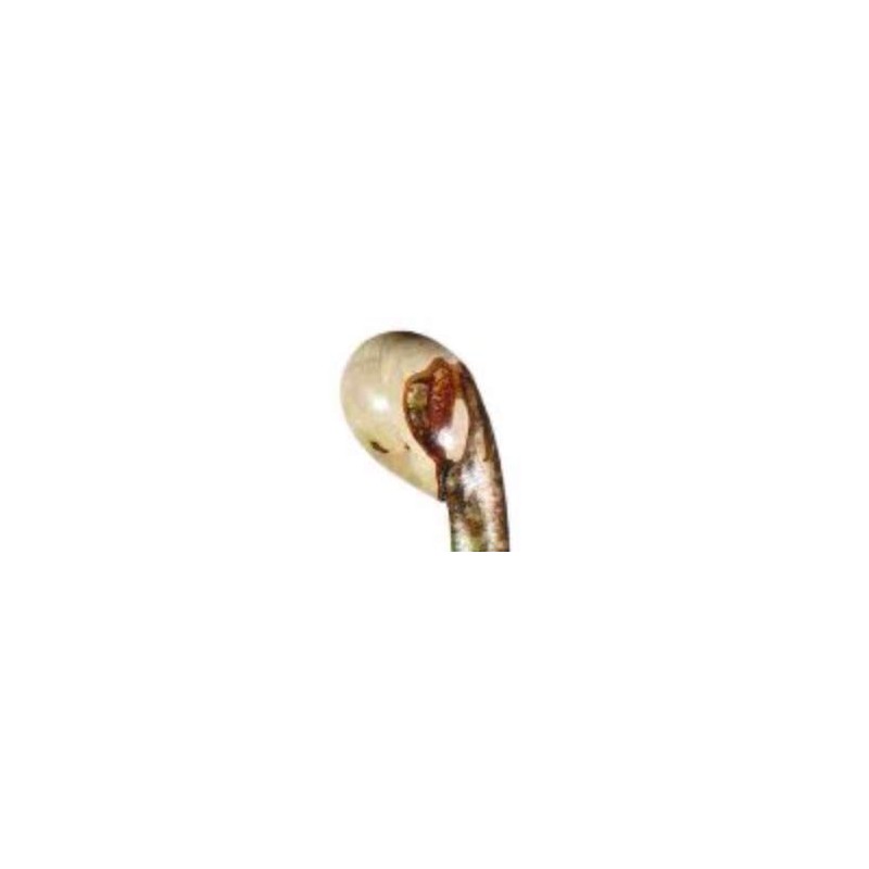 Hazel Knobstick - Medium Size