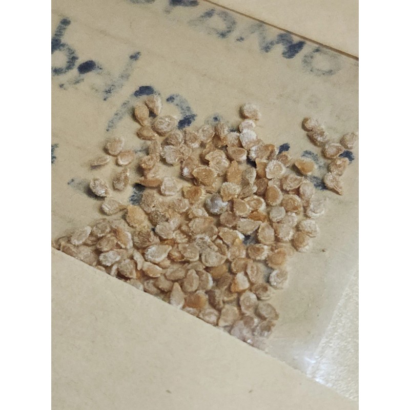 Home grown 50+ Florida Everglades Tomato Seeds Non GMO Garden
