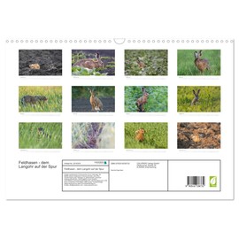 Feldhasen - dem Langohr auf der Spur (Wandkalender 2026 DIN A3 quer), CALVENDO Monatskalender: Eindrücke aus dem Leben eines immer seltener werdenden Säugetiers (CALVENDO Tiere)