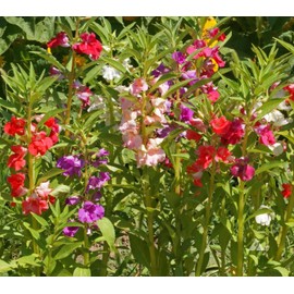 KIRA SEEDS - Seeds Balsam Camellia Flowered Mix - Impatiens balsamina - Annual Flowers for Planting - GMO Free