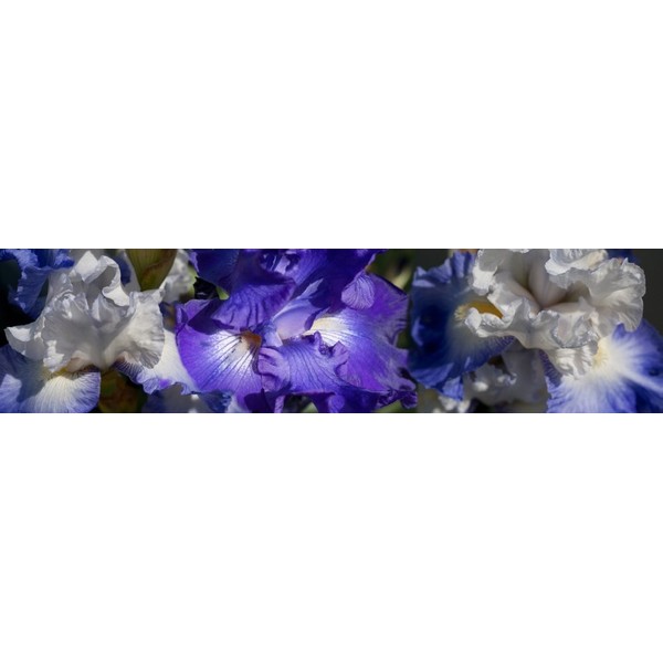 Close-up of bearded iris plant Poster Print (27 x 9)