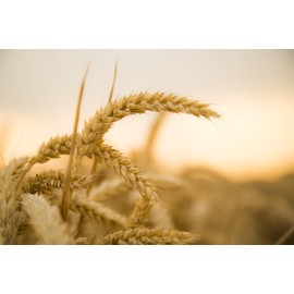 Grain Seeds - Yamhill Soft White Winter Wheat Grain -200 Seeds-Heirloom Grow Your own Grain and Flour! Container Pots or Direct Sow to Garden