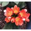 Clivia Miniata Bush Lily Bare Root Live Plant Orange 7