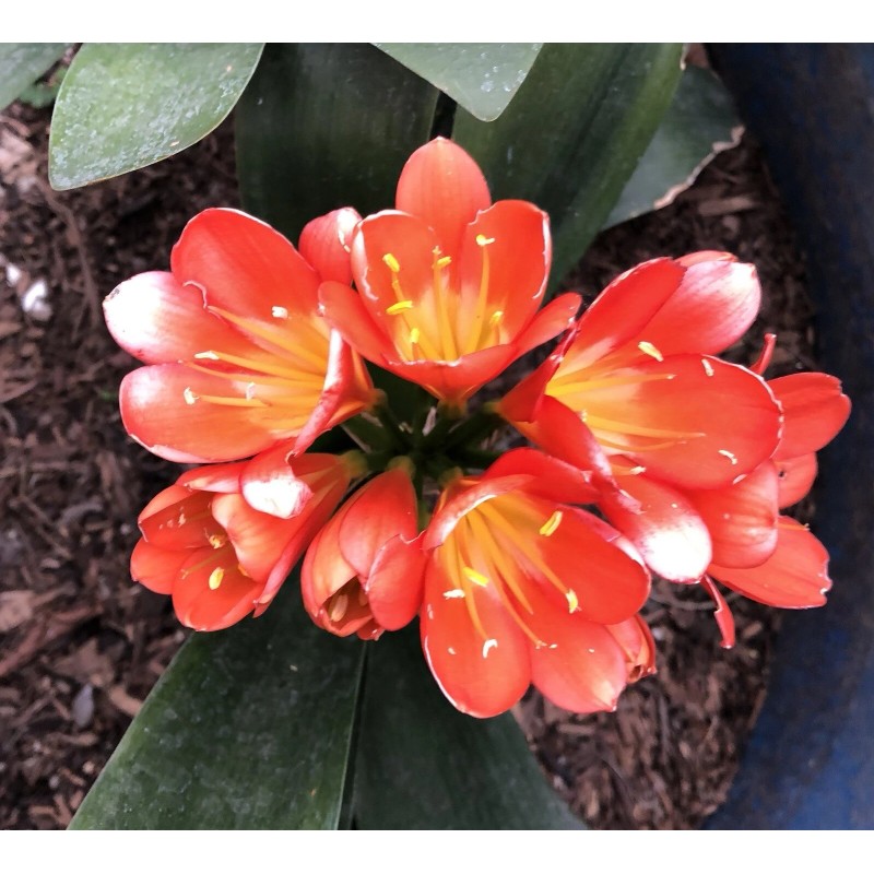 Clivia Miniata Bush Lily Bare Root Live Plant Orange 7
