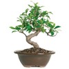Brussel's Bonsai Live Golden Gate Ficus Indoor Bonsai Tree -