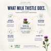 Milk Thistle Capsules 12,500mg Equivalent | Standardised to 80% Silymarin