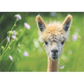 Baby Alpaca Avanti Deluxe Matte Blank Note Card