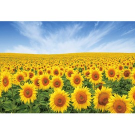 YongFoto 10x8ft Sunflowers Field Backdrop Nature Yellow Flower Fields Blue Sky Photography Background Outdoor Wedding Holiday Party Decor Newborn Baby Kids Bridal Shower Portrait Photo Studio Props