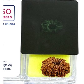 Certified 12 Mukhi Rudraksha Bead, Twelve Face Real Rudraksh, Himalayan Origin, Nepal Collections - Lab Certified w/X-Ray