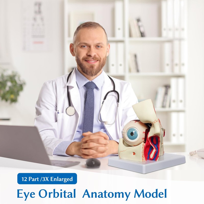 JNMFTD Human Eye Orbital Anatomy Model, 3X Enlarged 12 Parts