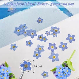 60 Pieces Don't Forget Me Dried Flowers, Dried Flower Real Dried Pressed Flowers for Jewelry Candle Card Making DIY Resin Ornaments Nail Art Flowers Decorations (Don't Forget Me)